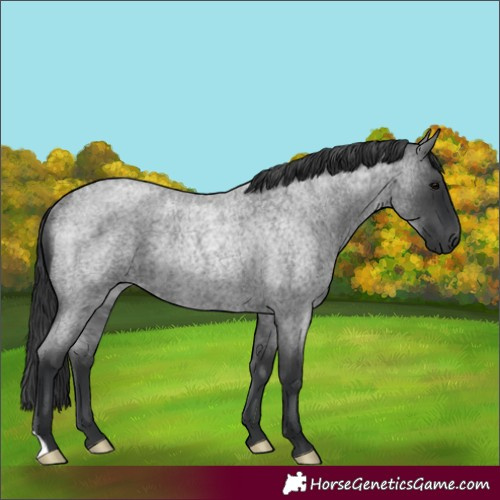 Horse Color:Blue Roan Rabicano 