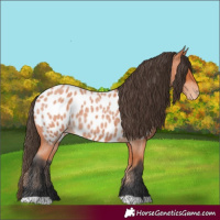 Horse Color:Bay Roan Near Leopard Rabicano 