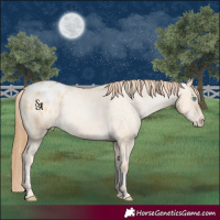 Horse Color:Buckskin Pearl Dun Appaloosa 