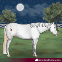 Horse Color:Buckskin Pearl Dun Appaloosa 