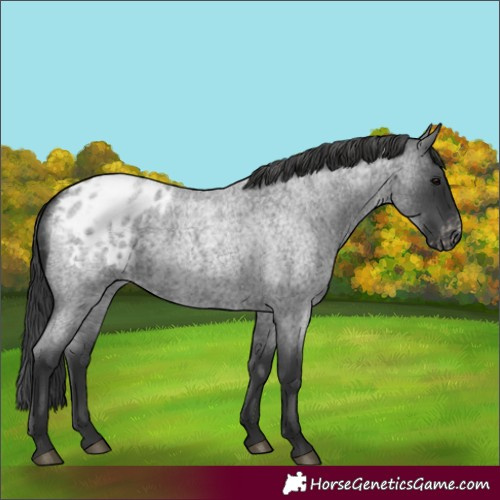 Horse Color:Blue Roan Appaloosa