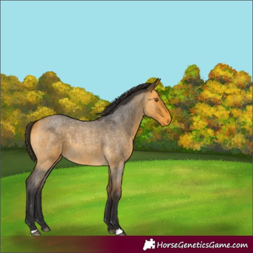 Horse Color:Buckskin Roan 