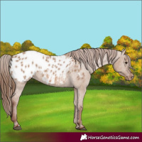 Horse Color:Red Dun Appaloosa Rabicano 