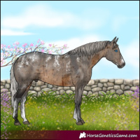 Horse Color:Powder White Gray Silver Brown Dun Merle Brindle