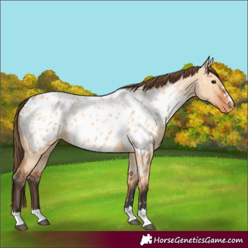 Horse Color:Bay Dun Appaloosa 