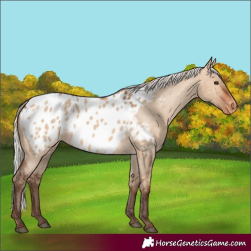 Horse Color:Silver Bay Dun Appaloosa 
