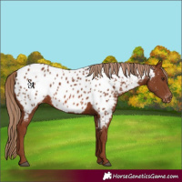Horse Color:Chestnut Appaloosa