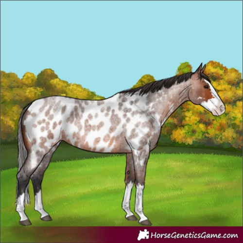 Horse Color:Bay Roan Splash Appaloosa