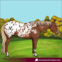 Horse Color:Chestnut Appaloosa
