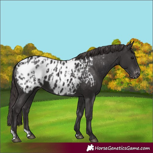 Horse Color:Smoky Black Appaloosa  and Smoky Black Appaloosa 