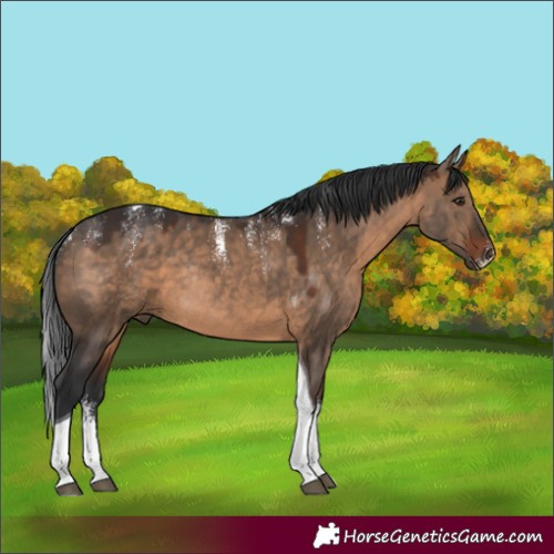 Horse Color:Powder White Brown Dun Tobiano Rabicano 