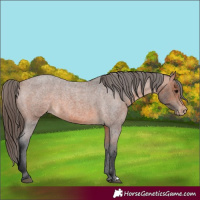 Horse Color:Bay Roan Varnish 