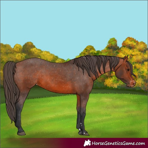 Horse Color:Bay Appaloosa