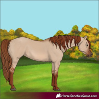 Horse Color:Red Dun Rabicano