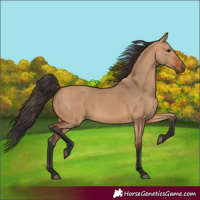 Horse Color:Bay Dun 