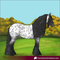 Horse Color:Blue Roan Appaloosa