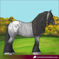Horse Color:Blue Roan Appaloosa 