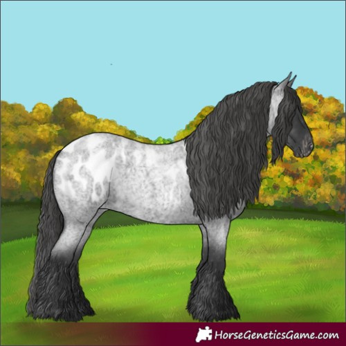 Horse Color:Blue Roan Appaloosa