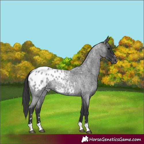 Horse Color:Blue Roan Appaloosa