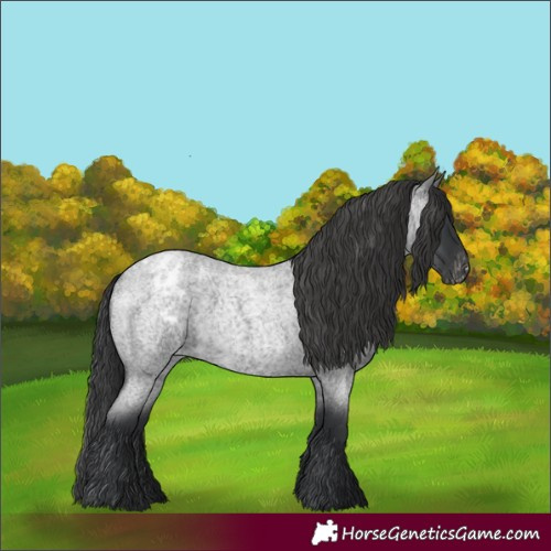 Horse Color:Blue Roan Appaloosa