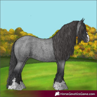 Horse Color:Blue Roan Varnish 
