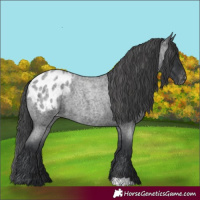 Horse Color:Blue Roan Appaloosa
