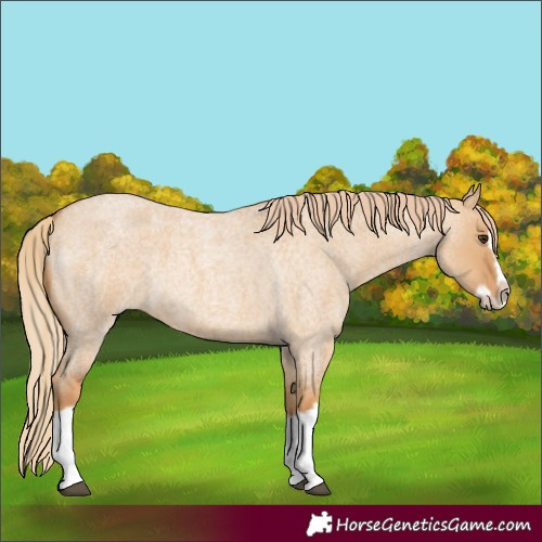 Horse Color:Red Dun Roan Splash Frame Rabicano 