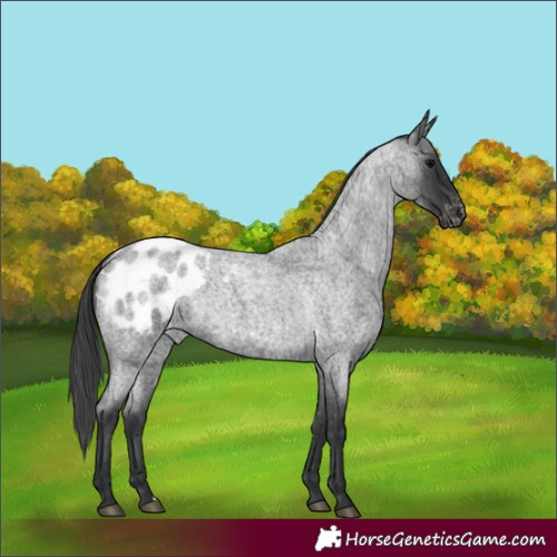 Horse Color:Blue Roan Appaloosa