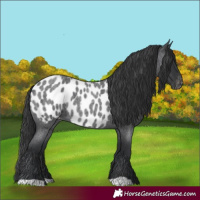 Horse Color:Blue Roan Appaloosa 