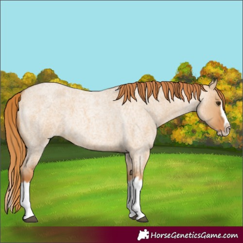 Horse Color:Red Dun Roan Splash Frame Rabicano 
