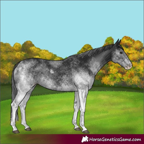 Horse Color:White Spotted Black