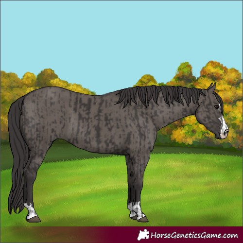 Horse Color:Smoky Black  and Smoky Grullo 