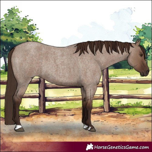 Horse Color:Liver Red Dun Roan 