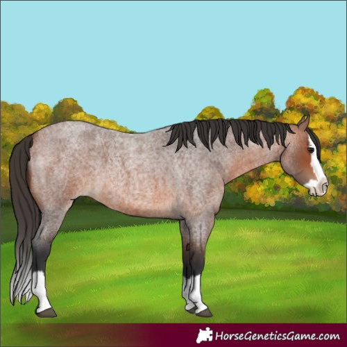 Horse Color:Bay Roan Splash