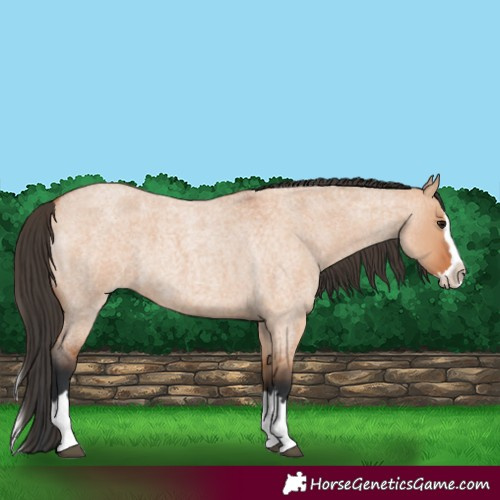 Horse Color:Bay Roan Dun Splash 