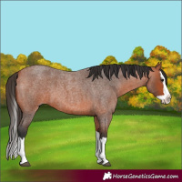 Horse Color:Bay Roan Splash 