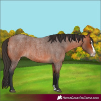 Horse Color:Bay Roan Splash