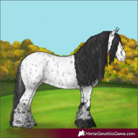 Horse Color:Blue Roan Appaloosa