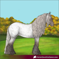 Horse Color:Silver Blue Roan Appaloosa