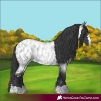Horse Color:Blue Roan Appaloosa 