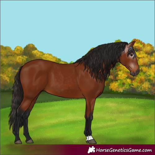 Horse Color:Gray Bay 