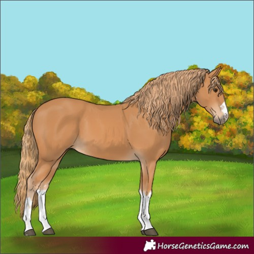 Horse Color:Chestnut 