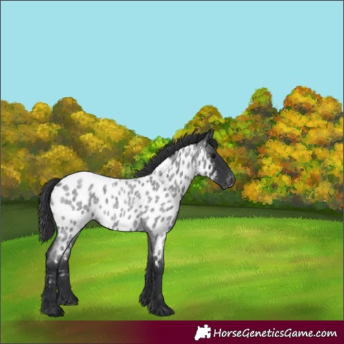 Horse Color:Blue Roan Appaloosa 