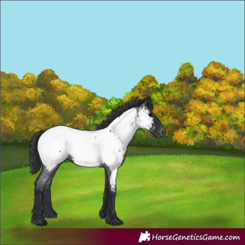 Horse Color:Blue Roan Appaloosa 