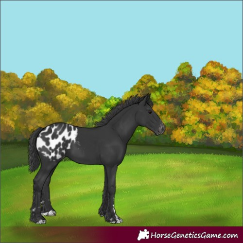 Horse Color:Black Appaloosa