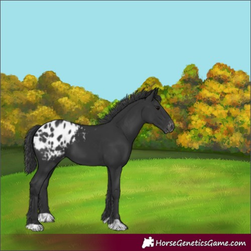 Horse Color:Black Appaloosa