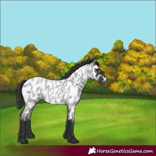 Horse Color:Blue Roan Appaloosa 