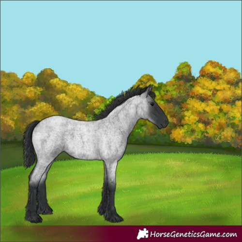 Horse Color:Blue Roan 