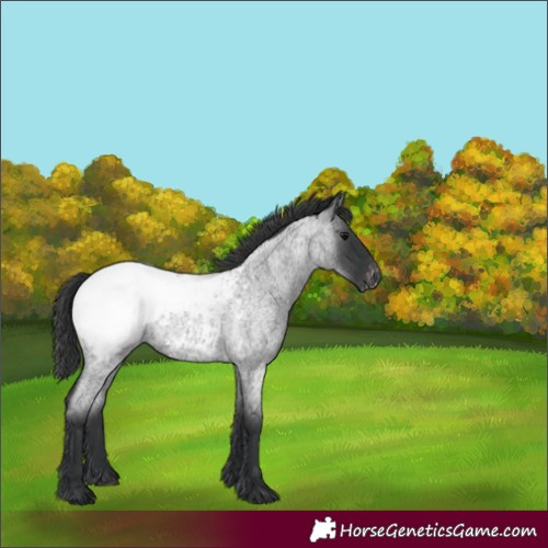 Horse Color:Blue Roan Appaloosa 