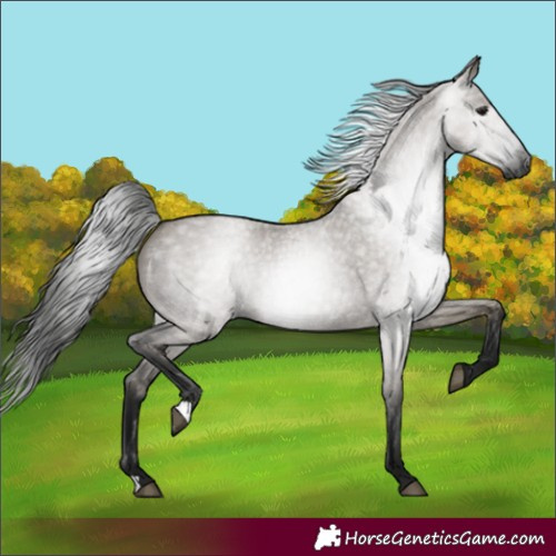 Horse Color:Gray Grullo Roan Rabicano 